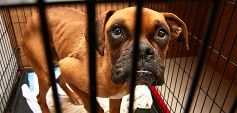 Pittsburgh Animal Cruelty Lawyer - Frank Walker Law 